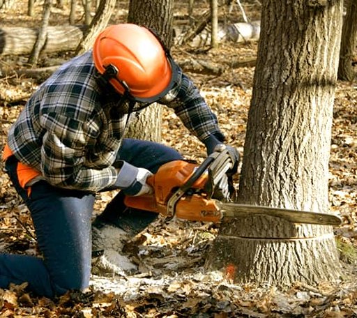 Tree Removal in Etna, NH